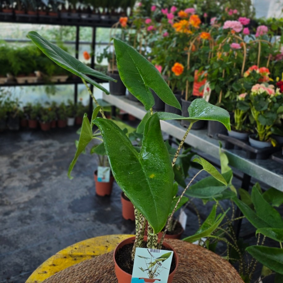Canlı İthal Alocasia Zebrina (Zebra Gövdeli Fil Kulağı) - Özel Koleksiyon Salon Bitkisi - görsel 4
