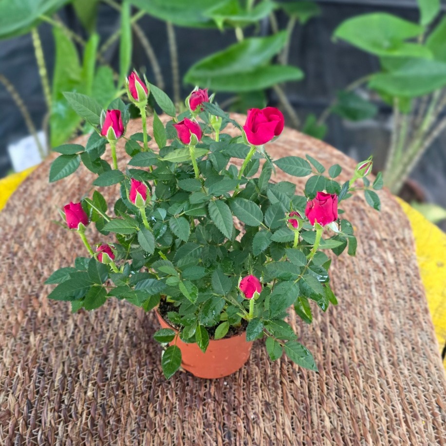 Canlı İthal Bol Tomurcuklu Bodur Kırmızı Yediveren Gül (Rosa Mini / Patio Rose) - görsel 3