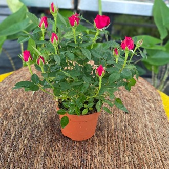 Canlı İthal Bol Tomurcuklu Bodur Kırmızı Yediveren Gül (Rosa Mini / Patio Rose) - görsel 4