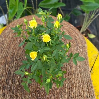 Canlı İthal Bol Çiçekli Ve Tomurcuklu Bodur Sarı Yediveren Gül (Rosa Mini / Patio Rose) - görsel 5