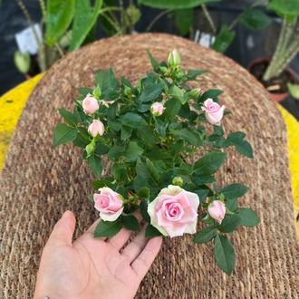 Canlı İthal Bol Çiçekli Ve Tomurcuklu Bodur Pembe Yediveren Gül (Rosa Mini - görsel 5