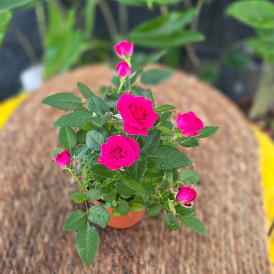 Canlı İthal Bol Çiçekli Ve Tomurcuklu Bodur Canlı Pembe / Fuşya Yediveren Gül (Rosa Mini - görsel 2