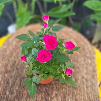 Canlı İthal Bol Çiçekli Ve Tomurcuklu Bodur Canlı Pembe / Fuşya Yediveren Gül (Rosa Mini - görsel 3