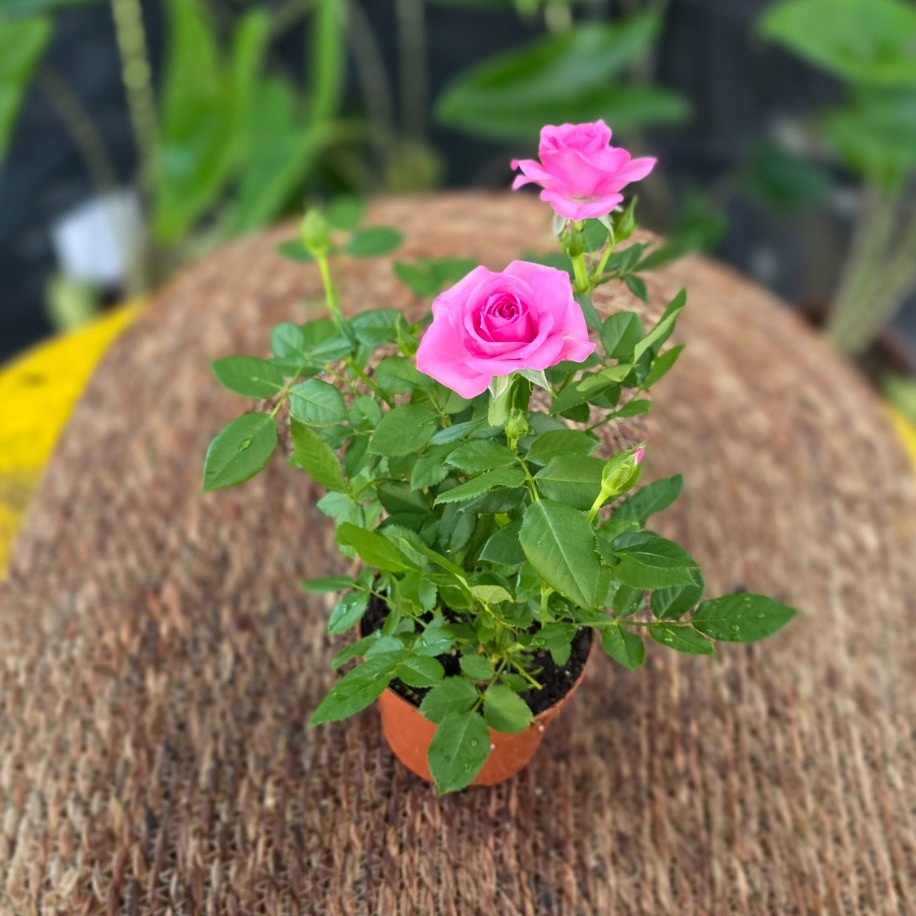 Canlı İthal Bol Çiçekli Ve Tomurcuklu Bodur Açık Pembe / Şeker Pembe Yediveren Gül - görsel 2