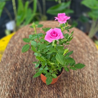 Canlı İthal Bol Çiçekli Ve Tomurcuklu Bodur Açık Pembe / Şeker Pembe Yediveren Gül - görsel 3