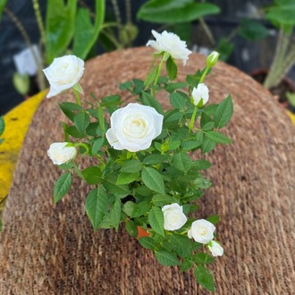 Canlı İthal Bol Çiçekli Ve Tomurcuklu Bodur Beyaz Yediveren Gül (Rosa Mini / Patio Rose) - görsel 5