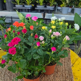 Canlı İthal 7'li Karışık Renk Bodur Mini Yediveren Gül Seti (Rosa Mini / Patio Rose) - görsel 5