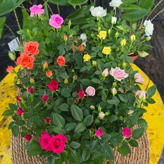 Canlı İthal 7'li Karışık Renk Bodur Mini Yediveren Gül Seti (Rosa Mini / Patio Rose) - görsel 6