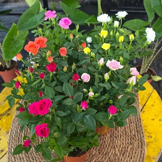 Canlı İthal 7'li Karışık Renk Bodur Mini Yediveren Gül Seti (Rosa Mini / Patio Rose) - görsel 7