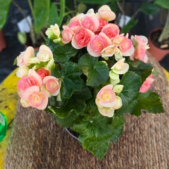 Canlı İthal Katmerli Somon-Pembe Çiçekli Yumrulu Begonya (Begonia tuberhybrida) - görsel 6