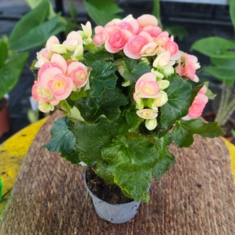 Canlı İthal Katmerli Somon-Pembe Çiçekli Yumrulu Begonya (Begonia tuberhybrida) - görsel 7