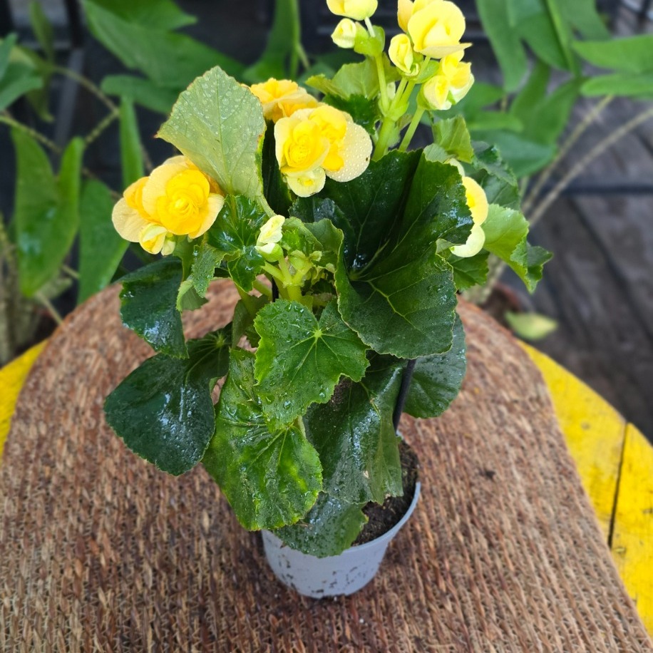 Canlı İthal Katmerli Parlak Sarı Çiçekli Yumrulu Begonya (Begonia tuberhybrida) - görsel 4