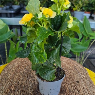 Canlı İthal Katmerli Parlak Sarı Çiçekli Yumrulu Begonya (Begonia tuberhybrida) - görsel 5