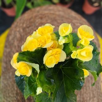 Canlı İthal Katmerli Parlak Sarı Çiçekli Yumrulu Begonya (Begonia tuberhybrida) - görsel 6