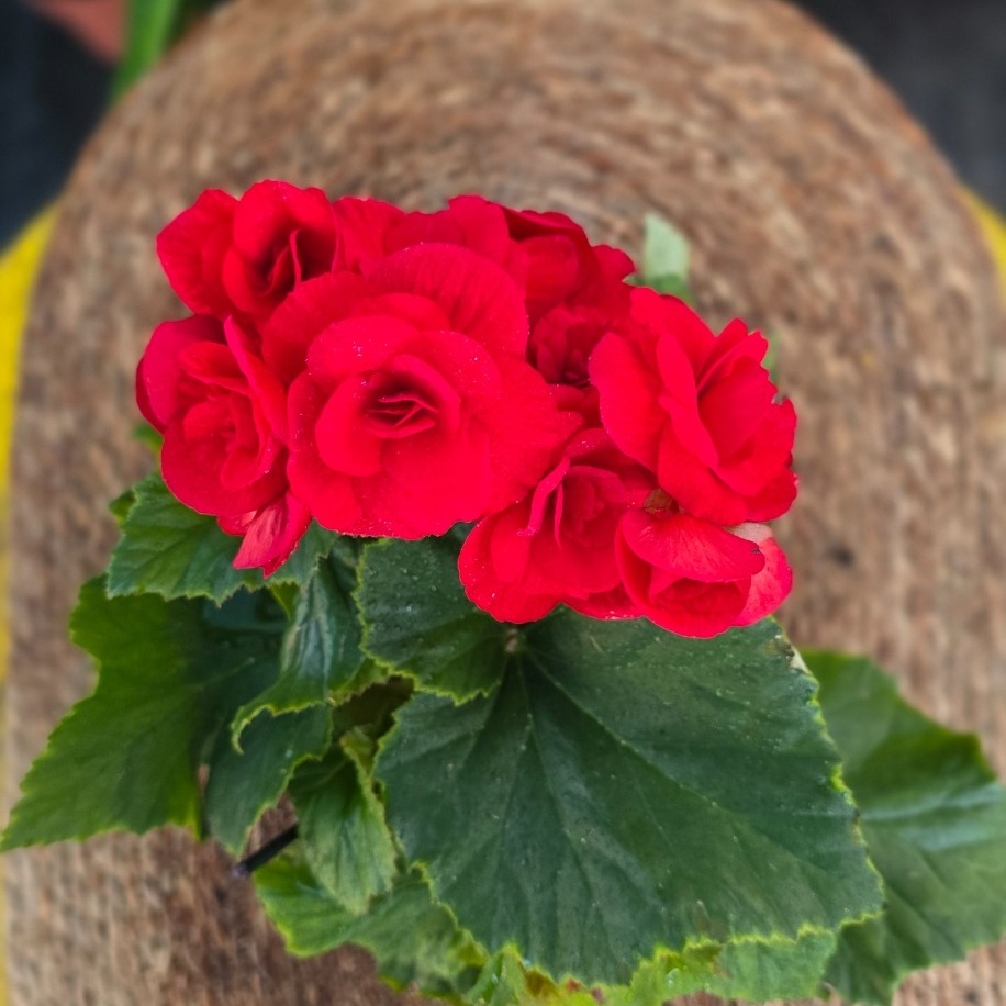 Canlı İthal Katmerli Parlak Kırmızı Çiçekli Yumrulu Begonya (Begonia tuberhybrida) - görsel 2
