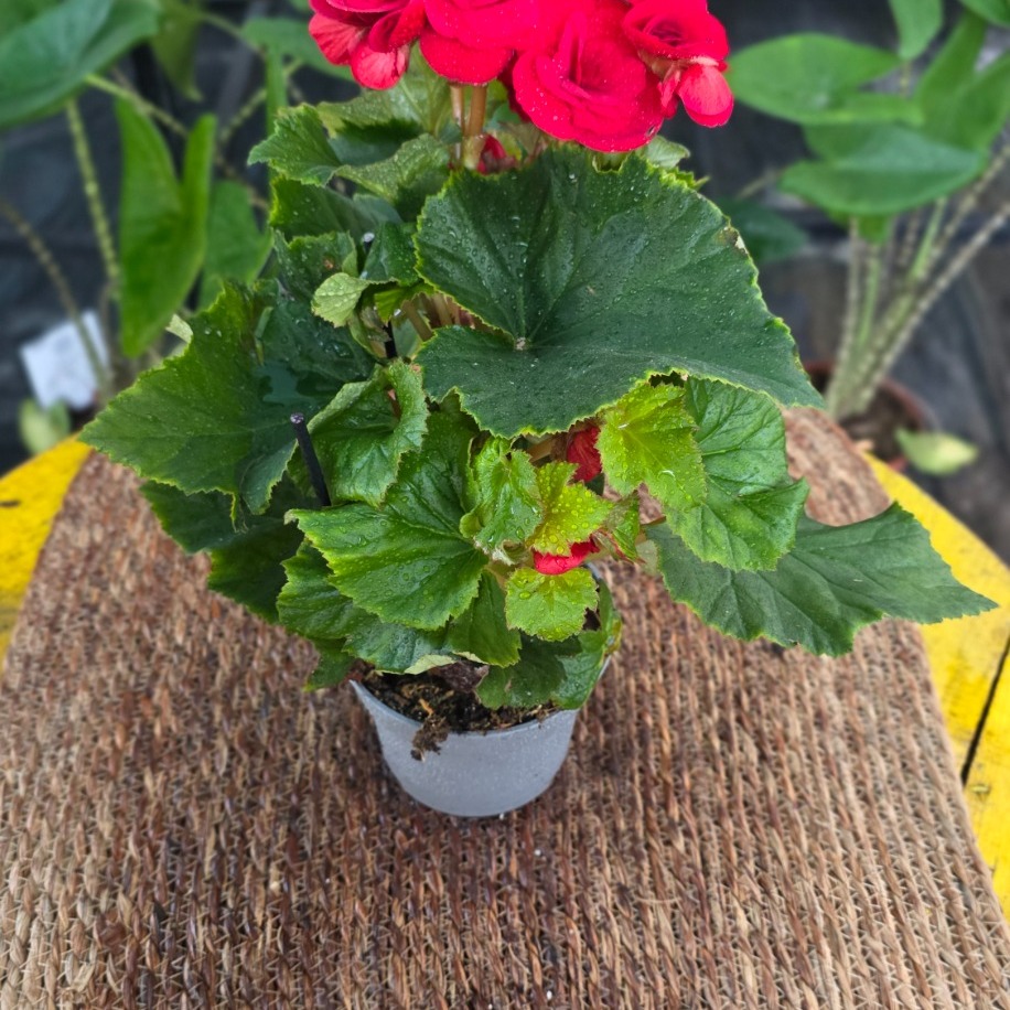 Canlı İthal Katmerli Parlak Kırmızı Çiçekli Yumrulu Begonya (Begonia tuberhybrida) - görsel 4