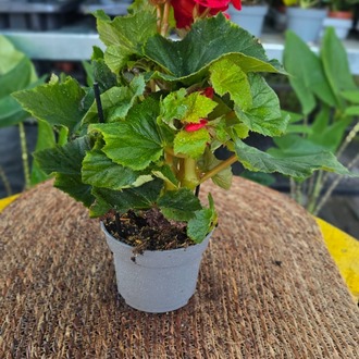 Canlı İthal Katmerli Parlak Kırmızı Çiçekli Yumrulu Begonya (Begonia tuberhybrida) - görsel 7