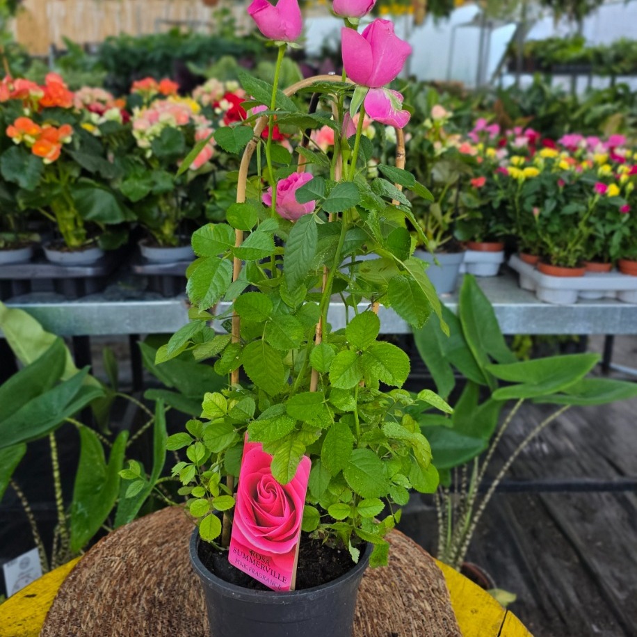 Canlı İthal Bambu Destekli Tırmanıcı / Sarılıcı Pembe Gül (Rosa Summerville) - görsel 3