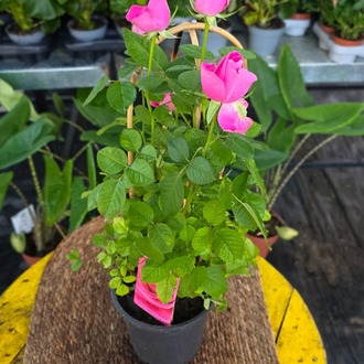 Canlı İthal Bambu Destekli Tırmanıcı / Sarılıcı Pembe Gül (Rosa Summerville) - görsel 7