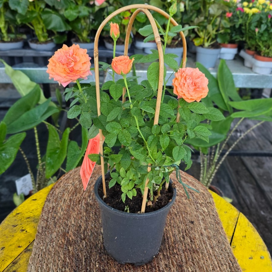 Canlı İthal Bambu Destekli Tırmanıcı / Sarılıcı Somon - Turuncu Gül (Rosa Summerville) - görsel 3