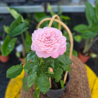 Canlı İthal Bambu Destekli Tırmanıcı / Sarılıcı Pastel / Bebek Pembesi Gül - görsel 6