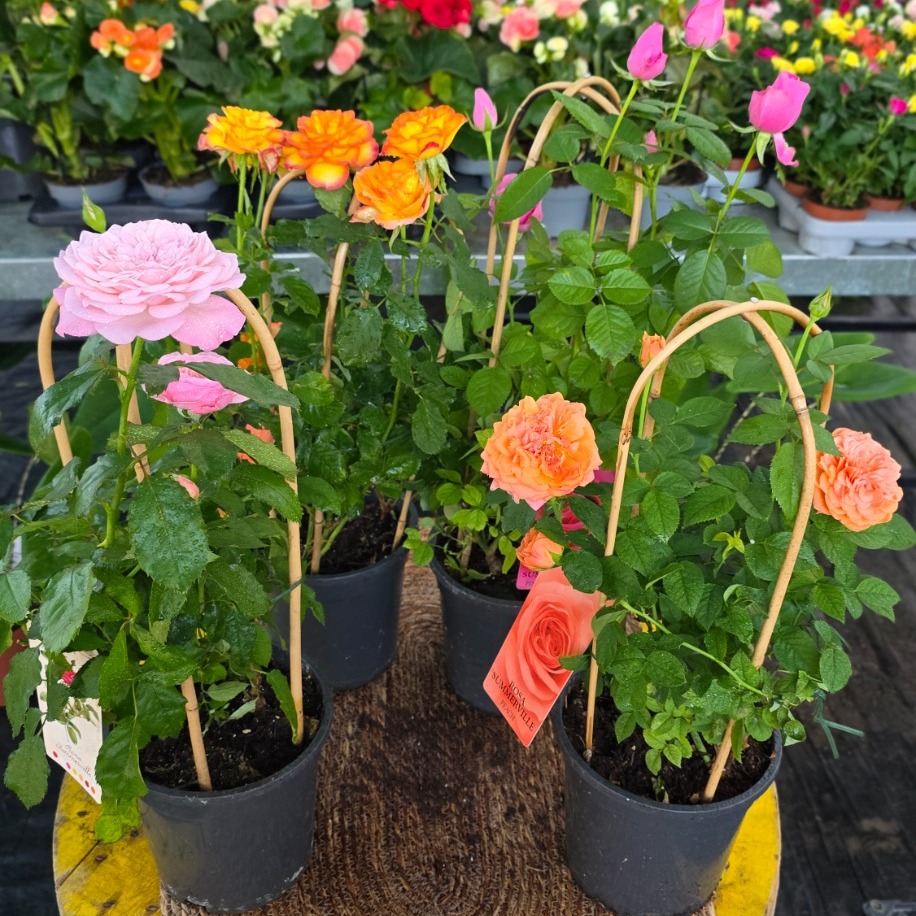 Canlı İthal 4'lü Bambu Destekli Tırmanıcı / Sarılıcı Gül Seti (Rosa Summerville) - görsel 2
