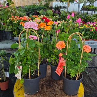Canlı İthal 4'lü Bambu Destekli Tırmanıcı / Sarılıcı Gül Seti (Rosa Summerville) - görsel 5