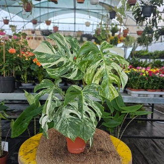 Canlı İthal Alacalı / Varyegatolu Devetabanı (Monstera Deliciosa Albo Variegata) - görsel 6