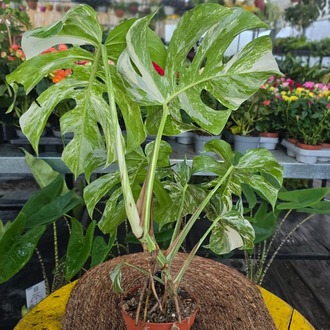 Canlı İthal Alacalı / Varyegatolu Devetabanı (Monstera Deliciosa Albo Variegata) - görsel 7