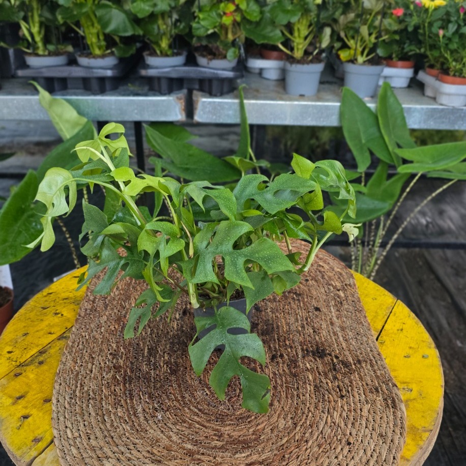 Canlı İthal Mini Devetabanı / Mini Monstera (Rhaphidophora tetrasperma) - görsel 3