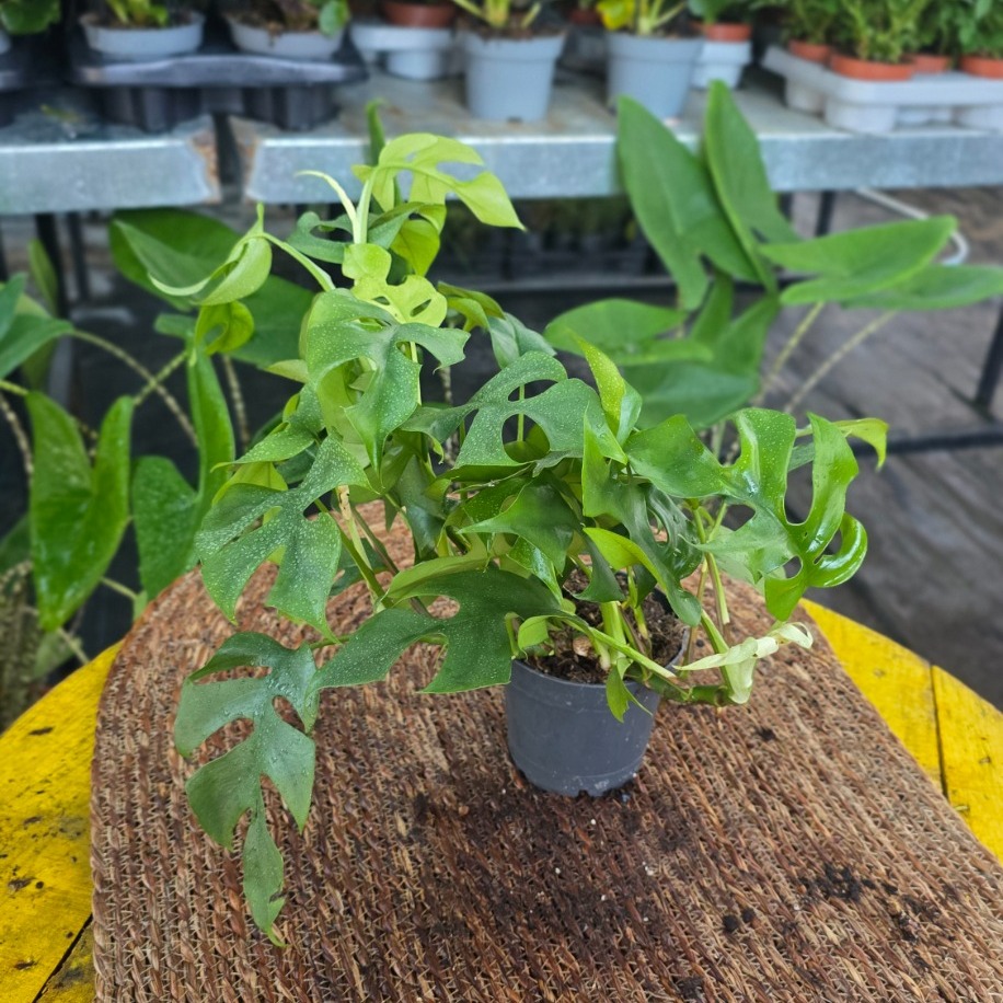 Canlı İthal Mini Devetabanı / Mini Monstera (Rhaphidophora tetrasperma) - görsel 5