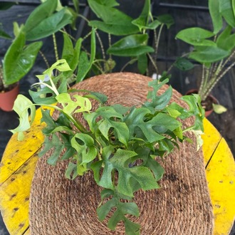Canlı İthal Mini Devetabanı / Mini Monstera (Rhaphidophora tetrasperma) - görsel 6