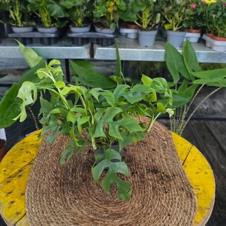 Canlı İthal Mini Devetabanı / Mini Monstera (Rhaphidophora tetrasperma) - görsel 7