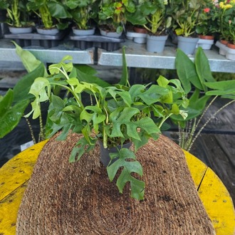 Canlı İthal Mini Devetabanı / Mini Monstera (Rhaphidophora tetrasperma) - görsel 8
