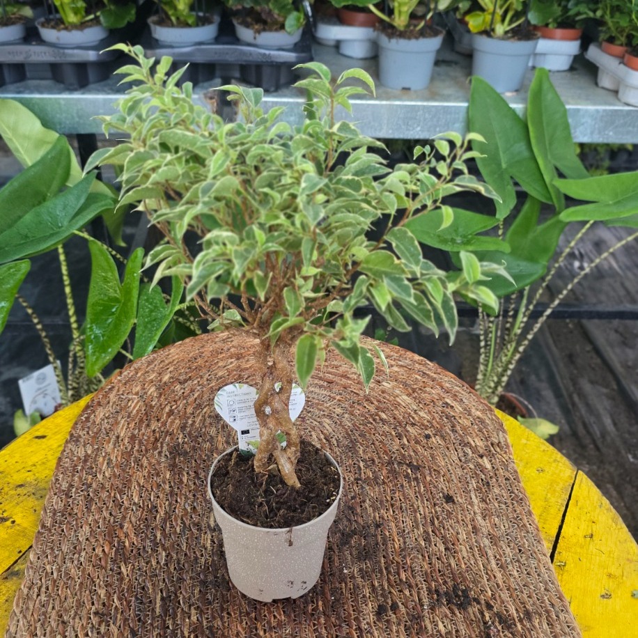 Canlı İthal Örgü Gövdeli Alacalı Benjamin / Benjamina Ağacı (Ficus benjamina 'Variegata') - görsel 3