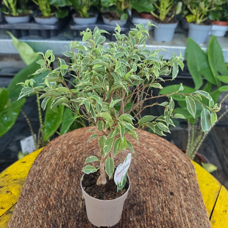 Canlı İthal Örgü Gövdeli Alacalı Benjamin / Benjamina Ağacı (Ficus benjamina 'Variegata') - görsel 5