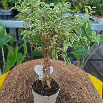 Canlı İthal Örgü Gövdeli Alacalı Benjamin / Benjamina Ağacı (Ficus benjamina 'Variegata') - görsel 6