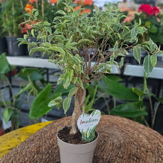 Canlı İthal Örgü Gövdeli Alacalı Benjamin / Benjamina Ağacı (Ficus benjamina 'Variegata') - görsel 7
