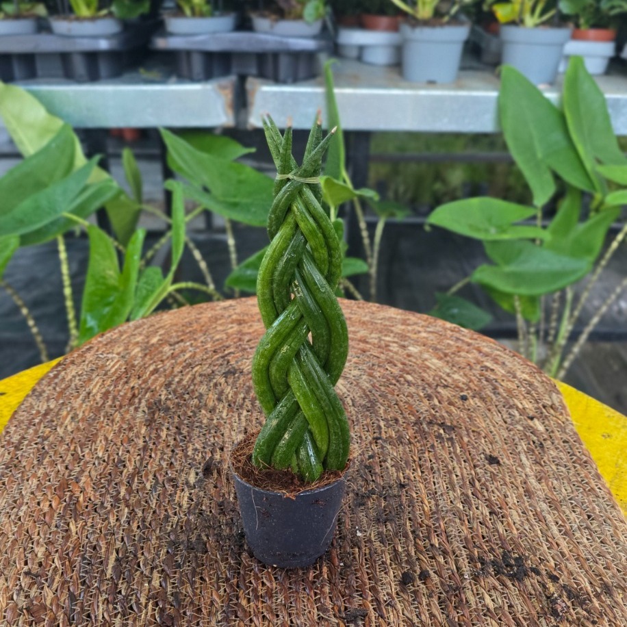 Canlı İthal Örgü Gövdeli Silindir Paşa Kılıç / Kurşun Kılıç (Sansevieria cylindrica) - görsel 3