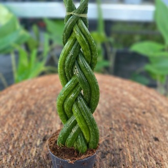 Canlı İthal Örgü Gövdeli Silindir Paşa Kılıç / Kurşun Kılıç (Sansevieria cylindrica) - görsel 4