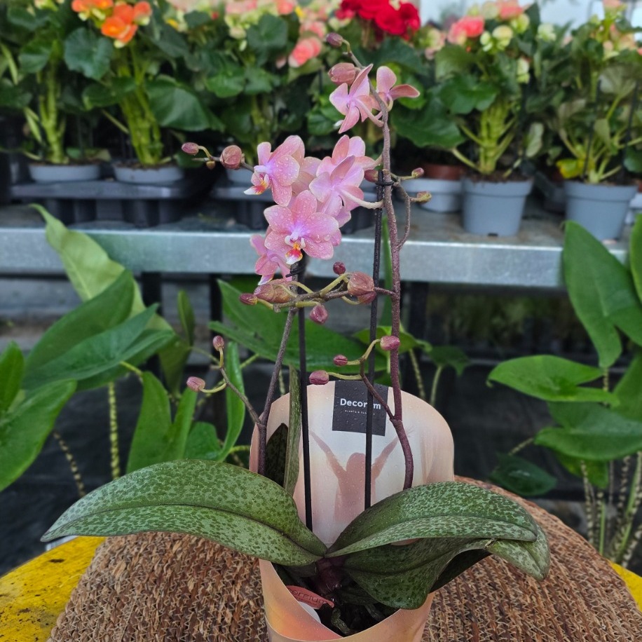 Canlı İthal Parfüm Kokulu Özel Seri Benekli Yapraklı Pembe Orkide (Phalaenopsis) - Koleksiyon - görsel 2