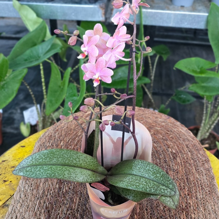 Canlı İthal Parfüm Kokulu Özel Seri Benekli Yapraklı Pembe Orkide (Phalaenopsis) - Koleksiyon - görsel 3