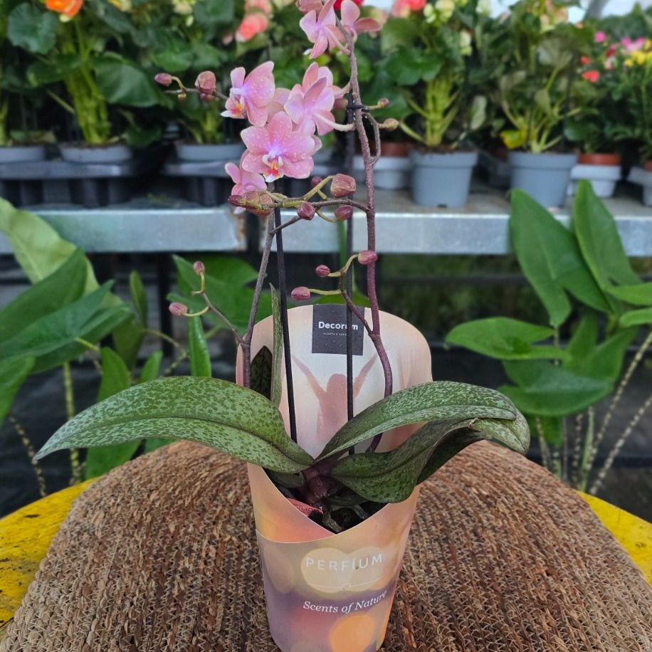 Canlı İthal Parfüm Kokulu Özel Seri Benekli Yapraklı Pembe Orkide (Phalaenopsis) - Koleksiyon - görsel 4