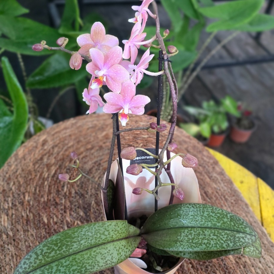 Canlı İthal Parfüm Kokulu Özel Seri Benekli Yapraklı Pembe Orkide (Phalaenopsis) - Koleksiyon - görsel 5
