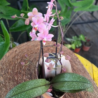 Canlı İthal Parfüm Kokulu Özel Seri Benekli Yapraklı Pembe Orkide (Phalaenopsis) - Koleksiyon - görsel 6