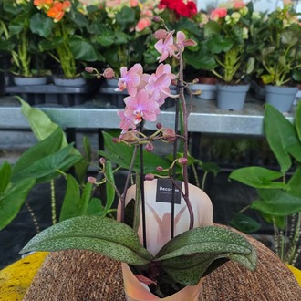 Canlı İthal Parfüm Kokulu Özel Seri Benekli Yapraklı Pembe Orkide (Phalaenopsis) - Koleksiyon - görsel 9