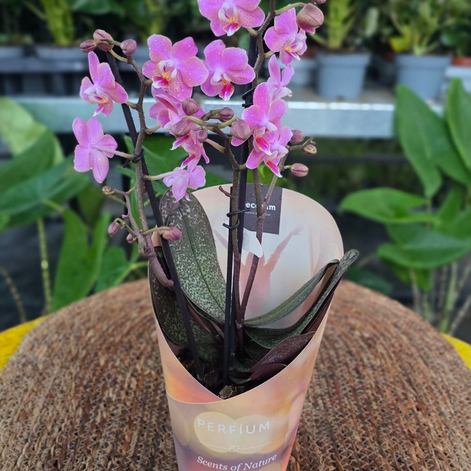 Canlı İthal Parfüm Kokulu Özel Seri Benekli Yapraklı Pembe Orkide (Phalaenopsis) - Koleksiyon - görsel 3