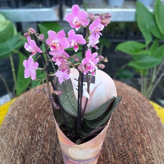 Canlı İthal Parfüm Kokulu Özel Seri Benekli Yapraklı Pembe Orkide (Phalaenopsis) - Koleksiyon - görsel 4