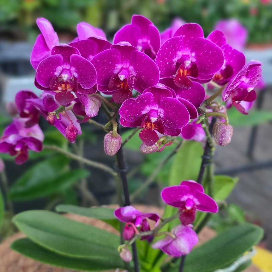 Canlı İthal Yoğun Kadife Dokulu Koyu Mor / Fuşya Mini Orkide (Phalaenopsis) - görsel 3