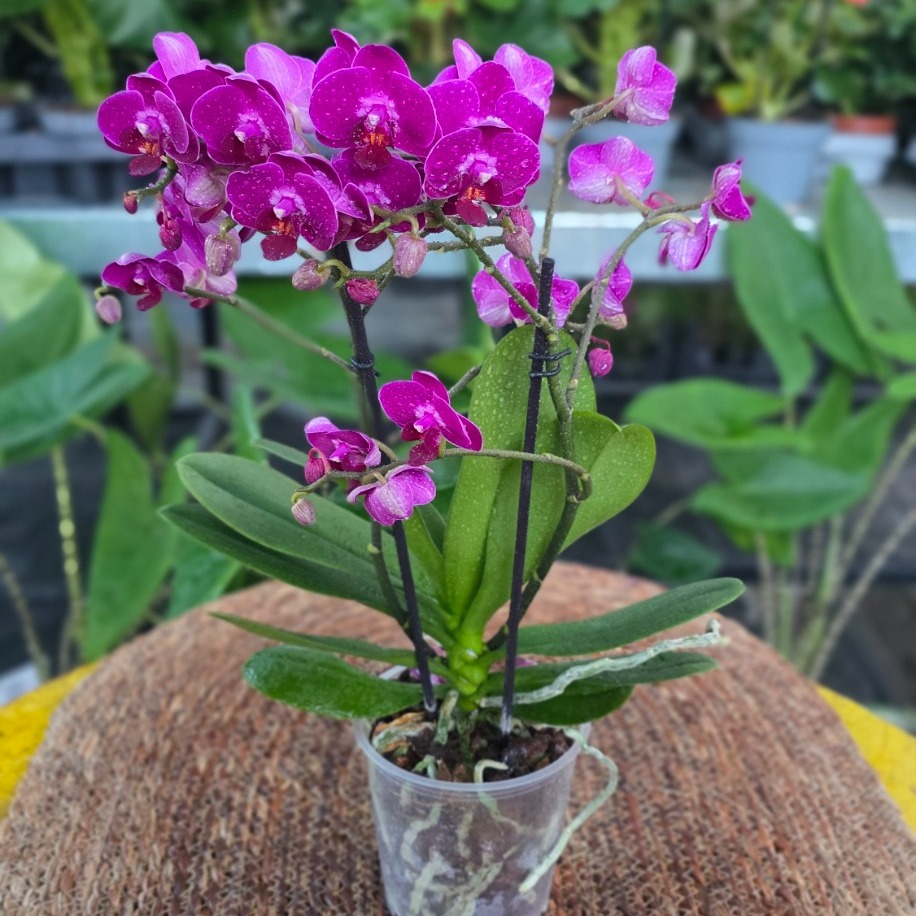 Canlı İthal Yoğun Kadife Dokulu Koyu Mor / Fuşya Mini Orkide (Phalaenopsis) - görsel 4